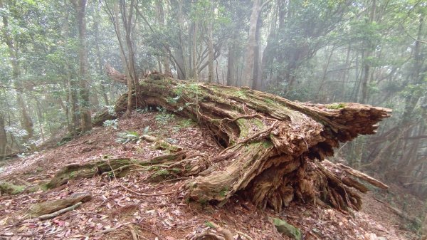 谷關七雄之“蝶夢八唐”2170530