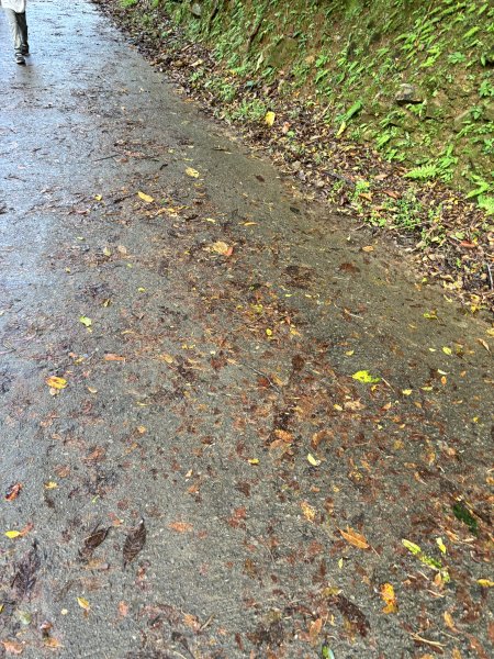 2025 芒草季 草嶺古道2932898