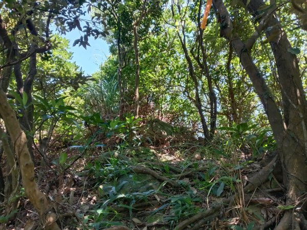 瑞芳區海園古道+鼻頭港稜+鼻頭山稜O型2872790