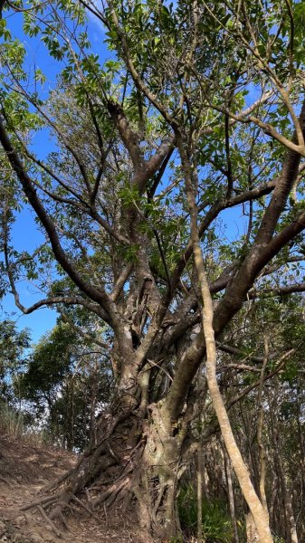 微笑山線【二格山系】筆架連峰段2957365