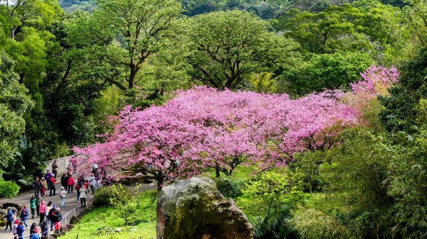 《蝶戀花·天元宮櫻吹雪》2707087