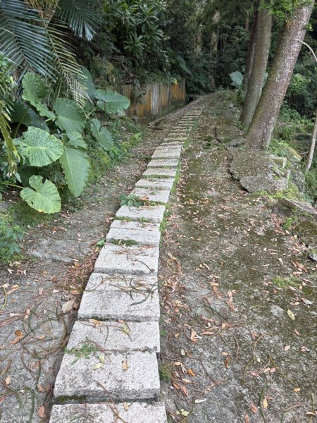 20251025南化龍湖寺至紫竹寺O繞(石松子山.大竹崙山.竹子尖山)2925077