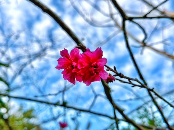 龍過脈森林步道2960915