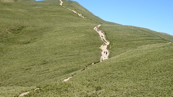 合歡山北峰 小溪營地 鷹角石 合歡北峰名樹2903410