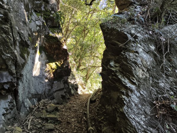 [玉山尋寶任務-07/12] 2025_0824 八通關雲龍瀑布步道2870632