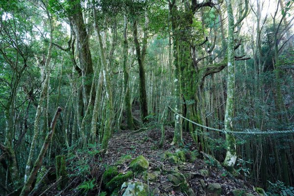 苗栗 泰安 東洗水山、北坑山、大板根2613348