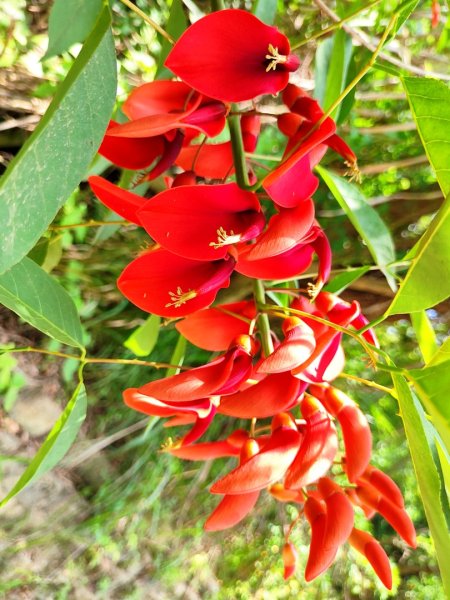 造橋車站-口山古道-鹿廚坑步道3039842