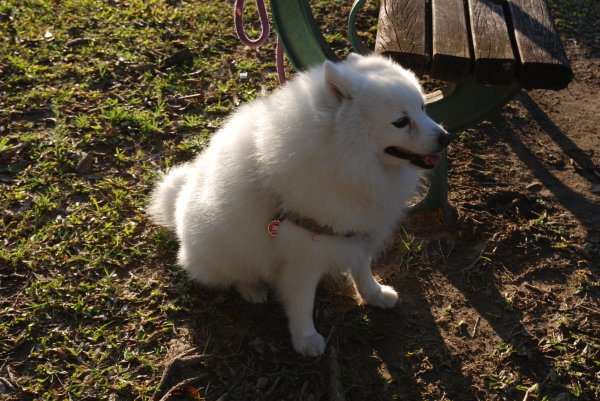 帶銀狐犬去廍子公園散步 2024.1.162404668