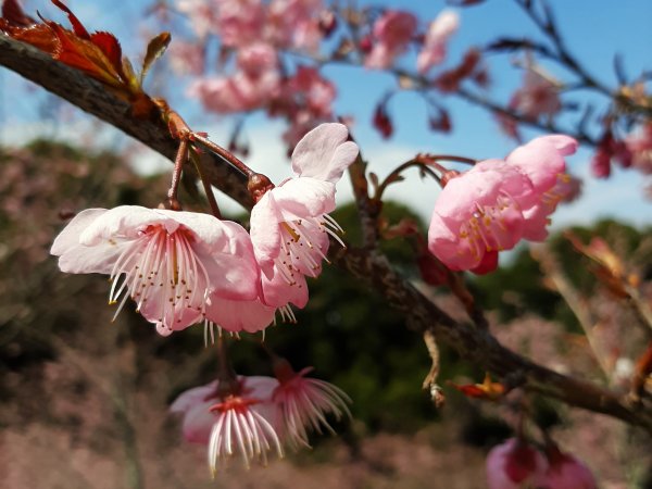 櫻花樹下的浪漫〡千櫻園876292