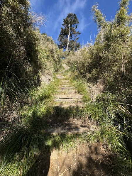 20251225塔山步道(大塔山)2970404