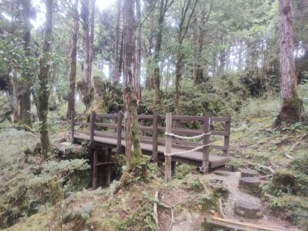 1150728太平山鐵杉林步道3096840