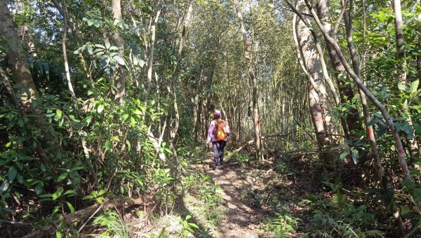 (姨婆趴趴走)第四十五集:新竹竹東三山（新具庄山、樹杞林山、員崠子山）環狀縱走2662255