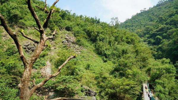 羅木斯溪登山步道113472