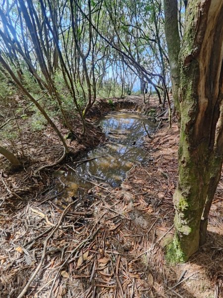 特富野古道>東水西峰>東水山>玉兒山>特富野古道（逆O)2743783