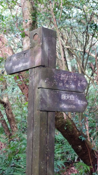 20260125 陽明山前後山健行(無極天元宮~山仔頂步道.向天池.向天山.面天山.二子坪)2998006