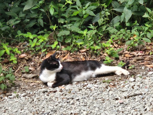 大屯主峰-連峰步道環形（小百岳）2904391