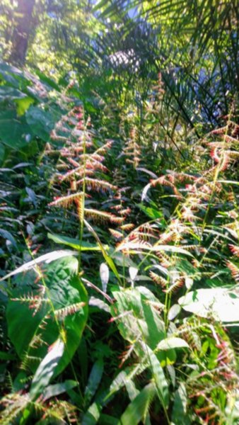 貴妃山、那結山O走1478336