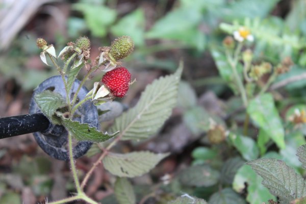 20210417雲林後棟仔山大尖二尖山1358942
