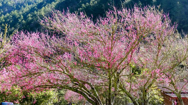 《踏莎行・武陵山櫻》2712459
