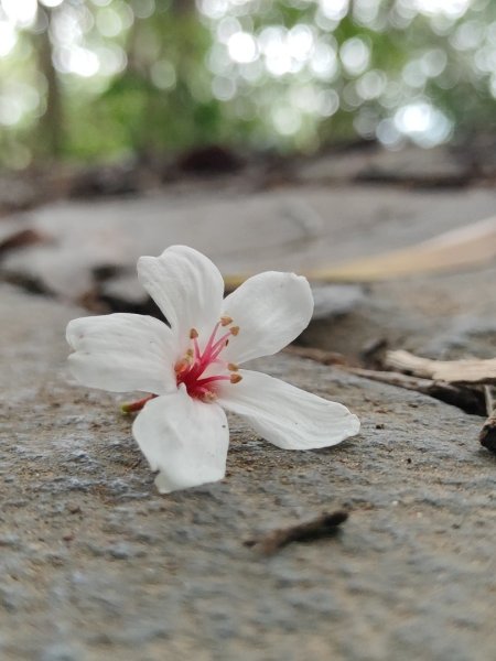 苗栗獅潭鳴鳳古道2929615