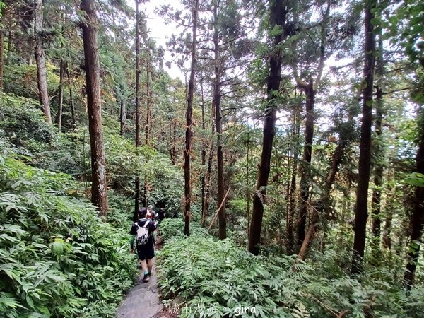 【苗栗獅潭】登頂前的陡坡攀爬很有感。 仙山登山步道2658453