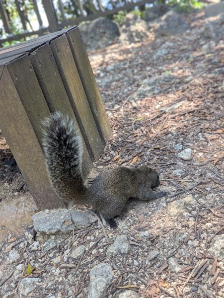 2025.03.25－壽山健走2746400