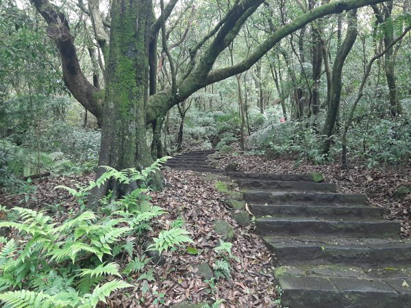 110 年春 登七星山1345734