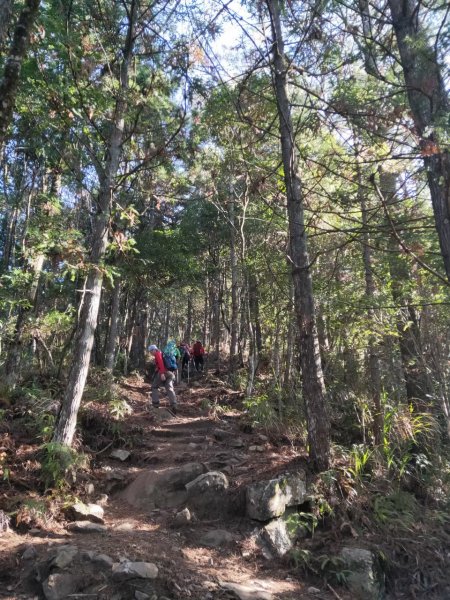 【谷關七雄2】~馬崙山-201911101709878