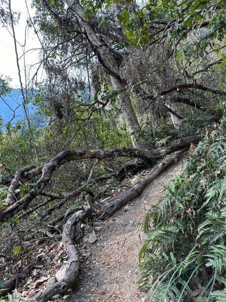 谷關七雄老大八仙山真不是蓋的2062920