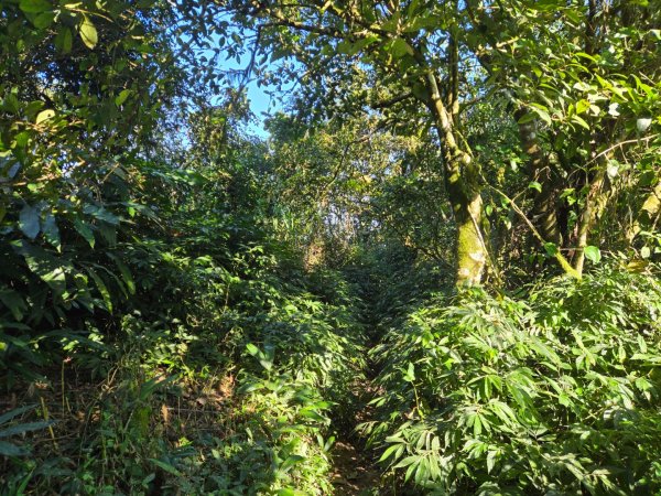 九龍山連走大凍山2955714