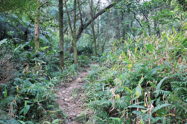 宜蘭礁溪鵲子山O型409919