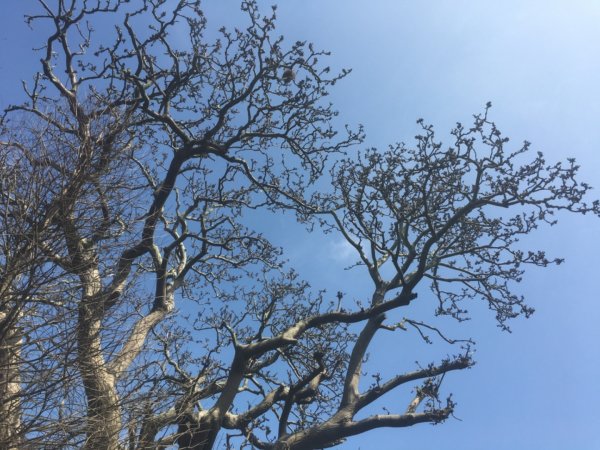 水牛城、百年土地公2036499