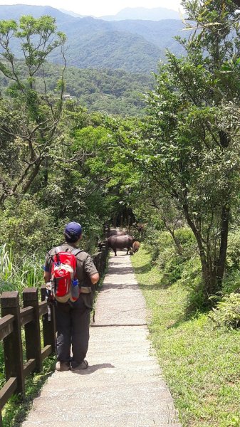 《新北》草原牛群｜貢寮桃源谷步道(內寮線)201805172887803