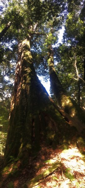 五峰天際線、尤命神木群（南比大鳥）2334159