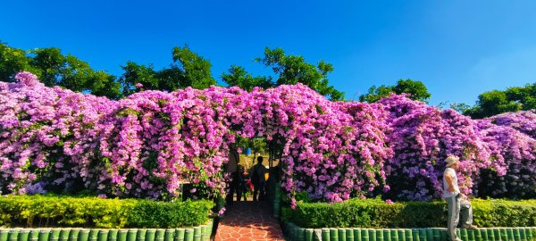 #蒜香藤 #泰山楓樹河濱公園 11/242943657