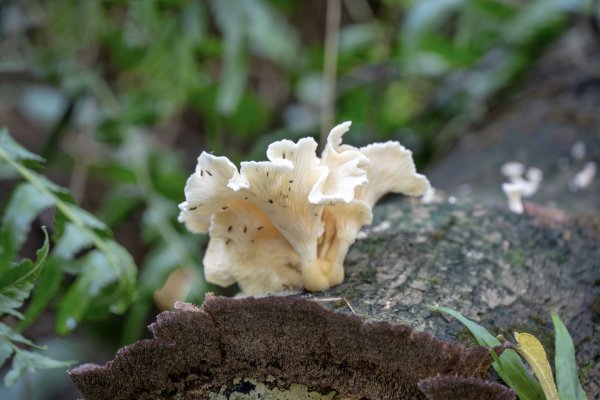 中埔山.軍功山.天立山-四獸山3085526