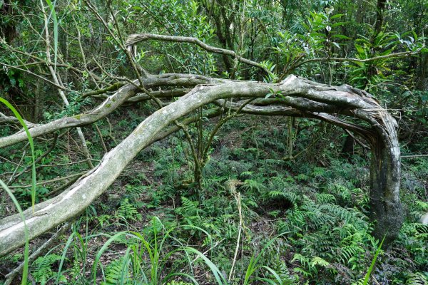 新北 新店 石碇後山、赤腳蘭山、暗寶劍山、鳥嘴尖2793482