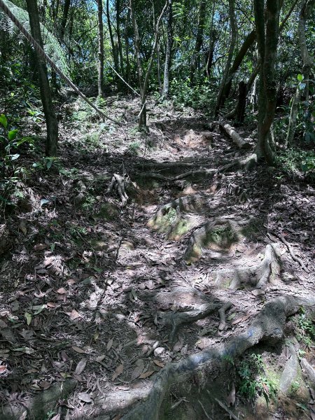 台北大縱走第四段2766854