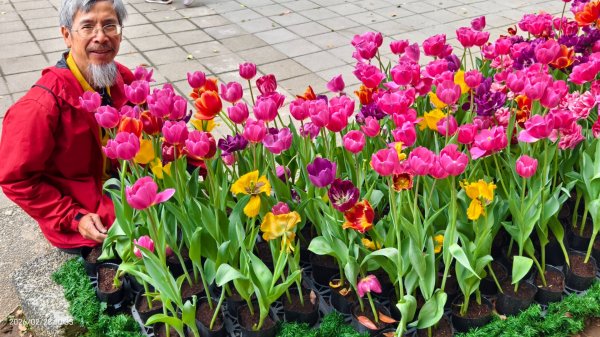 #士林官邸 #鬱金香 #中正紀念堂 #大漁櫻 2/283007883