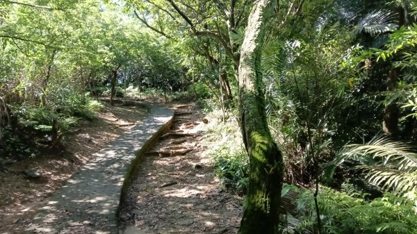 瑞芳區瑞竹步道-大坑埔山-月眉砲台-月眉山-長命山-大水堀山3081552