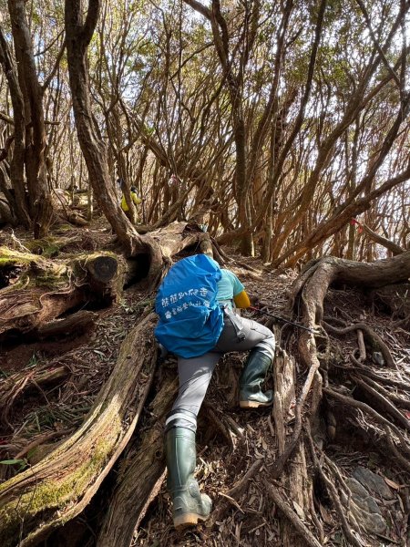 🌈12/18（三）魔法森林-塔曼山~網美打卡-巴陵鐵塔🌈2671864