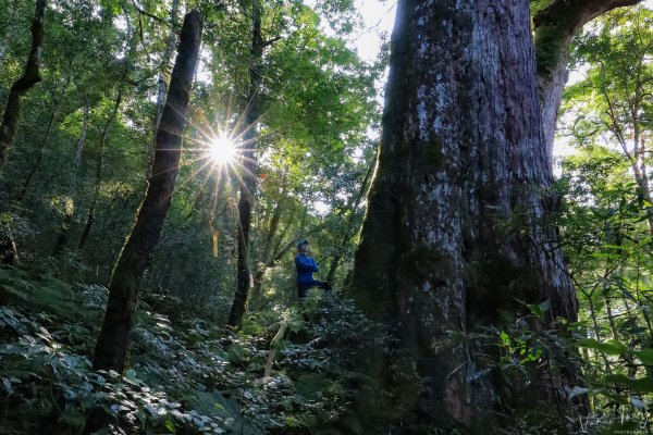 2019遺落的巨人森林聚落--唐穗山封面