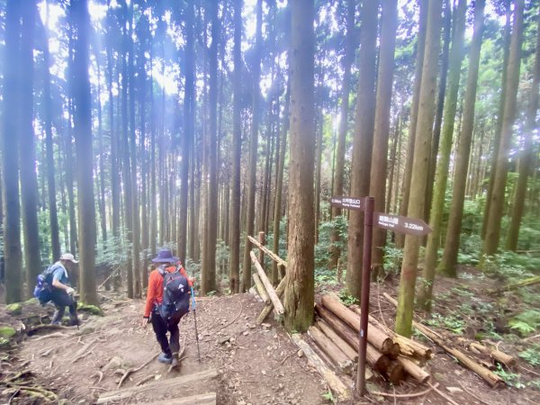 紅毛山、無名山、大斜壁、大坪山、大坪林道O型走  2022/8/231817939