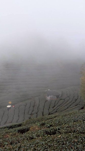 雲嘉五連峰 (大尖山、二尖山、馬鞍山、梨子腳山、太平山)2991044