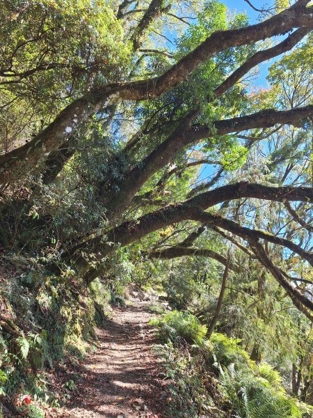 石山引水道202512112959536