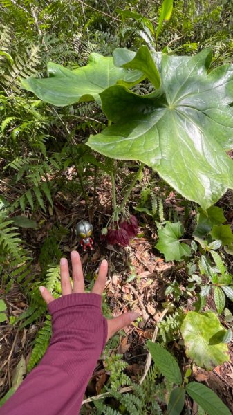 大屯西南稜-上大屯尋找八角蓮採野🥬-貴子坑連走六峰2756153