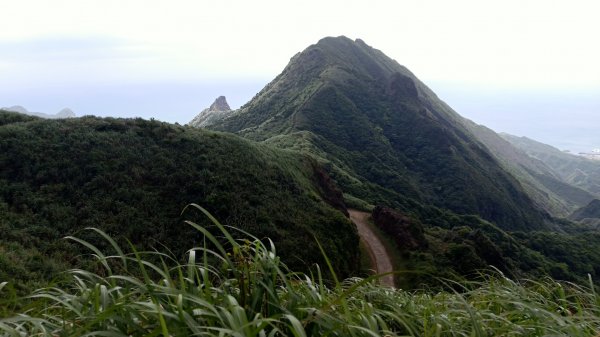 黃金三稜 無耳茶壺山 半平山 燦光寮山20210427  8K7H1365891