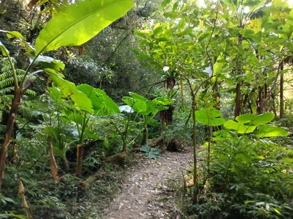 坪林區楣子寮尖+土地公遺址+火燒寮古道+枋山坑古道+枋山坑崙O型2985694