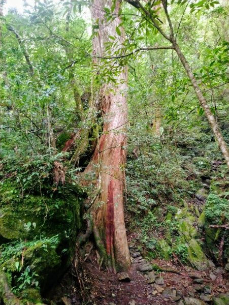 塔曼山及拉拉山巨木區642423