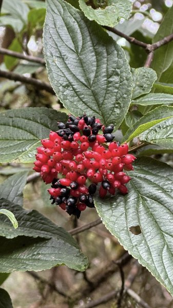 20250913小百岳三星山2885218